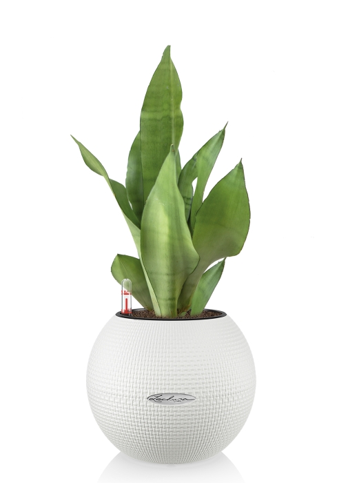 Сансевиерия Муншайн в PURO 20, белый