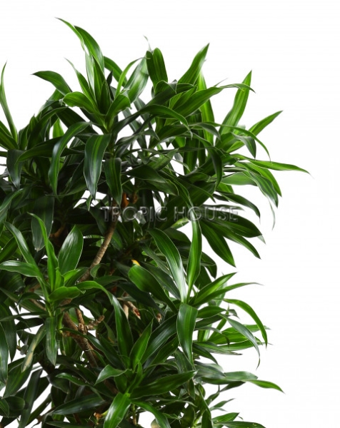 Драцена Песнь Ямайке RONDO 32