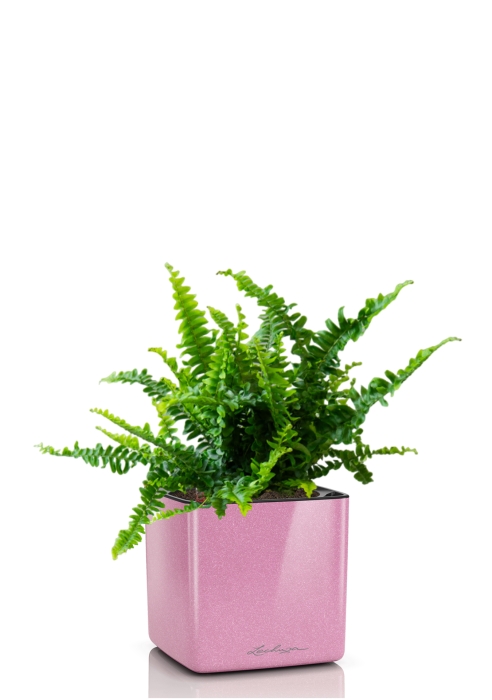 Нефролепис в CUBE GLOSSY KISS 14, нежно-розовый блестящий