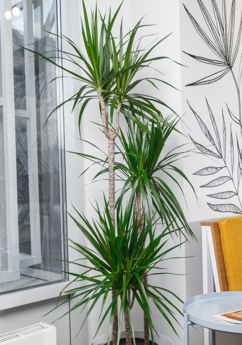 Драцена Маргината 3 ствола 24/140 см