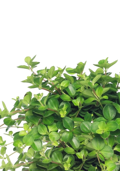 Пеперомия Ротундифолия в CANTO Stone 14 Пеперомия Ротундифолия в CANTO Stone 14