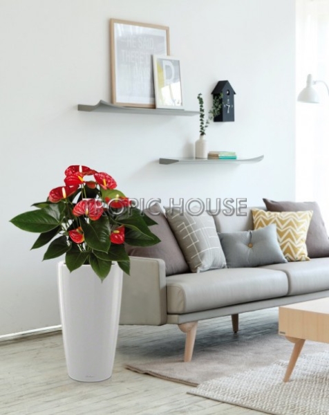 Антуриум красный в RONDO 32