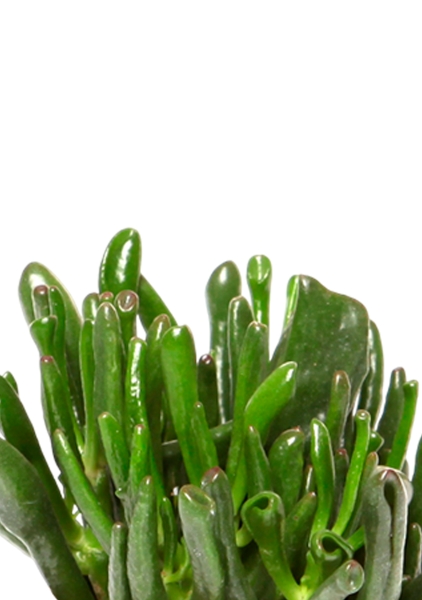 Крассула Хоббит 10/15 см в CANTO STONE 14