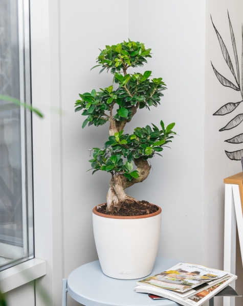Фикус бонсай в CLASSICO 28