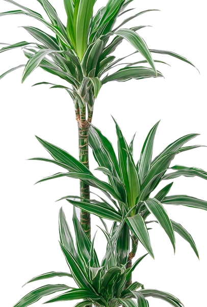 Драцена Варнески 3 ствола 21/110 в RONDO 32 Драцена Варнески 3 ствола 21/110 в RONDO 32