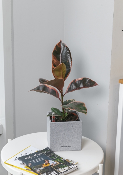 Фикус Эластика Белиз 12/45 см