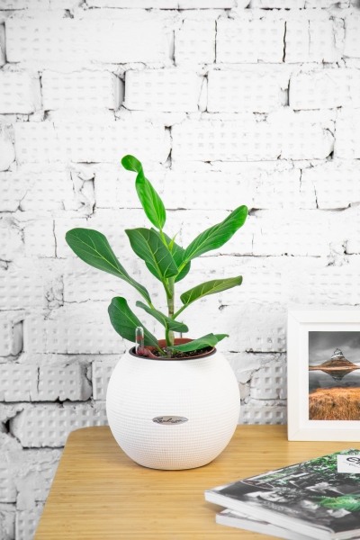 Фикус Бенгальский Одри в PURO 20