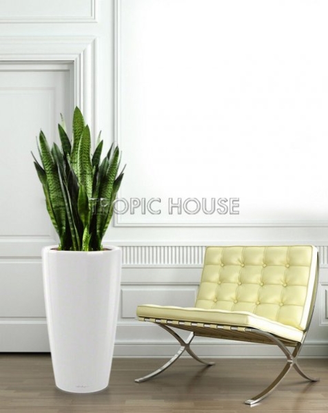 Сансевиерия в RONDO 40