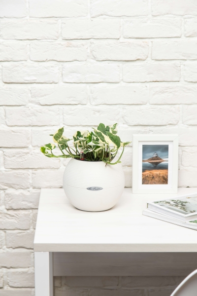 Эпипремнум Энджой 12/20 см в CUBE GLOSSY 14