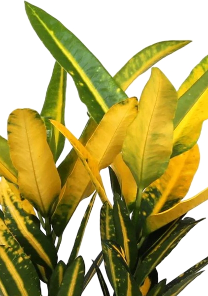 Кротон Санни в CUBE COLOR 14 Кротон Санни в CUBE COLOR 14