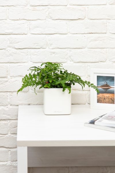 Папоротник Парвати в CUBE GLOSSY 14 Папоротник Парвати в CUBE GLOSSY 14