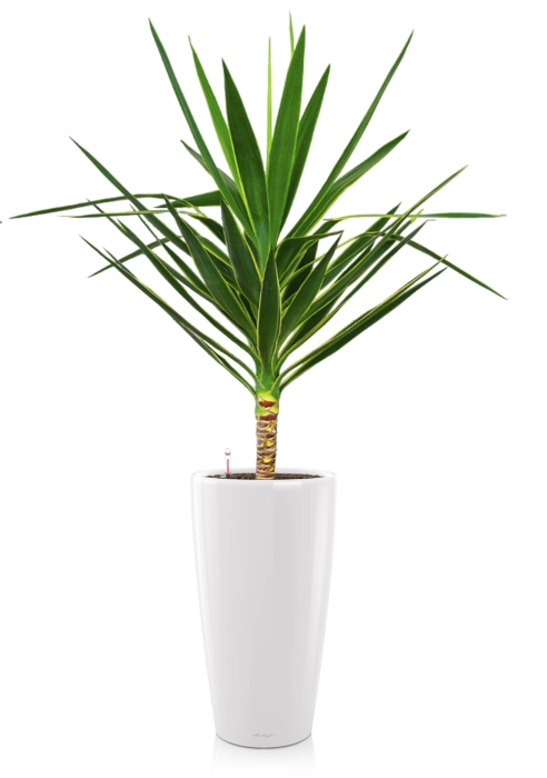 Юкка Пак в RONDO 32, белый блестящий