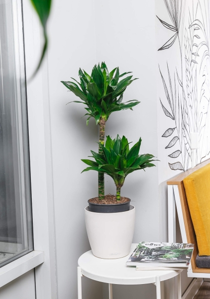 Драцена Компакта 2 ствола 19/80 см в QUADRO LS 21