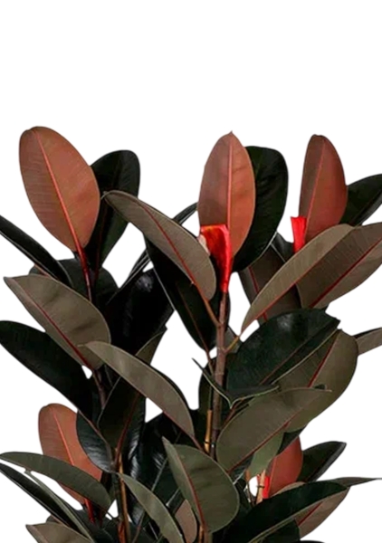 Фикус Эластика Абиджан 3 ствола 40/200 см