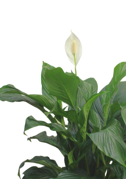 Спатифиллум Свит 24/100 см в CLASSICO LS 28