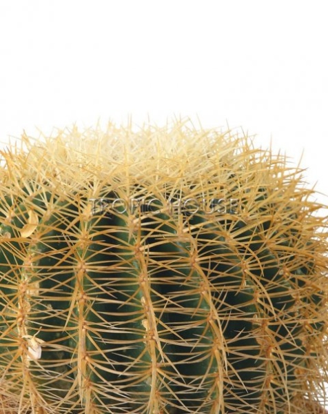 Кактус Грузони в RONDO 40 Кактус Грузони в RONDO 40