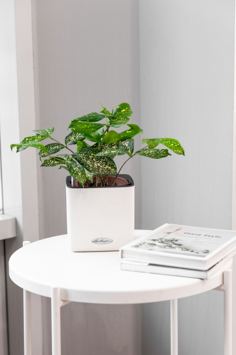 Драцена Суркулоза в CUBE COLOR 14