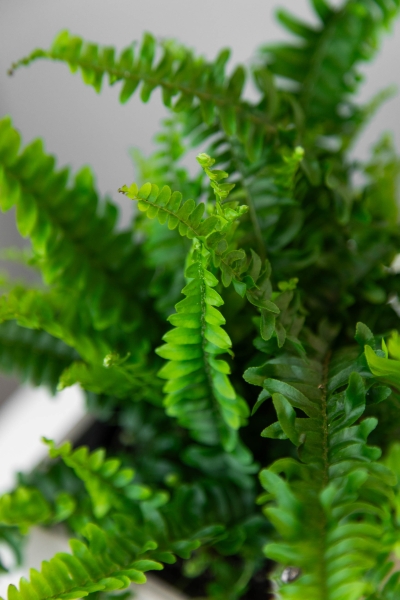 Нефролепис в CUBE GLOSSY KISS 14