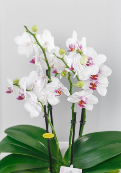 Фаленопсис Монро в ORCHIDEA 18 Фаленопсис Монро в ORCHIDEA 18