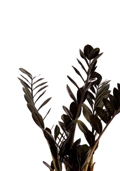 Замиокулькас Равен 17/70 см в CLASSICO COLOR 21 Замиокулькас Равен 17/70 см в CLASSICO COLOR 21