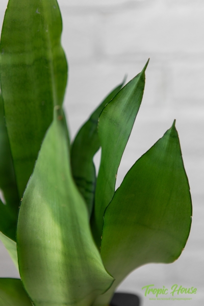 Сансевиерия Муншайн в CUBE COLOR 14