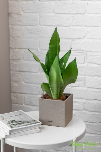 Сансевиерия Муншайн в CANTO STONE 14