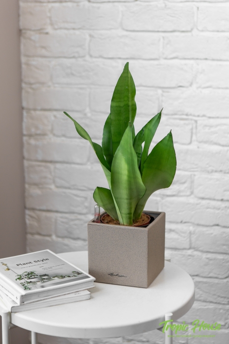 Сансевиерия Муншайн в CANTO STONE 14