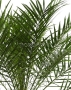 Финиковая пальма Робелини 27/120 см