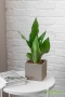 Сансевиерия Муншайн в CANTO STONE 14