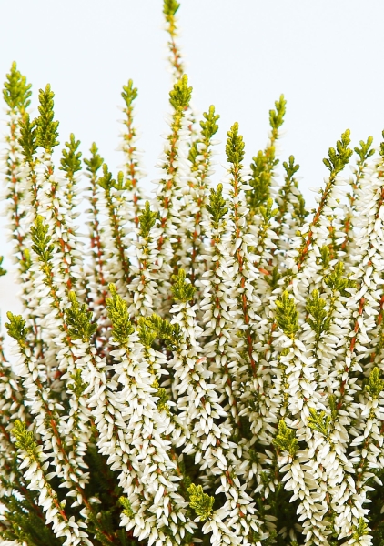 Вереск (Эрика) белый 12/30 см