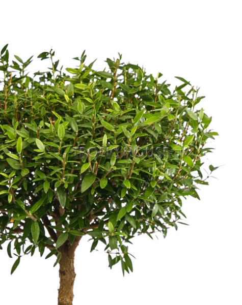 Мирт в CUBE COLOR 14 Мирт в CUBE COLOR 14