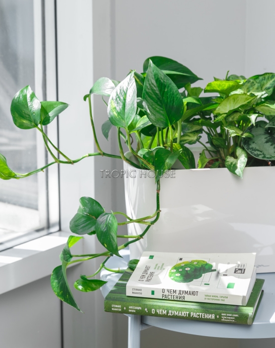 Микс из вьющихся в DELTA 20