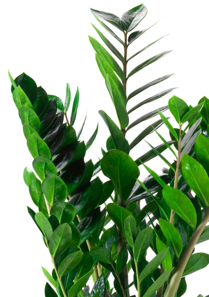 Замиокулькас 17/70 в CLASSICO LS 21