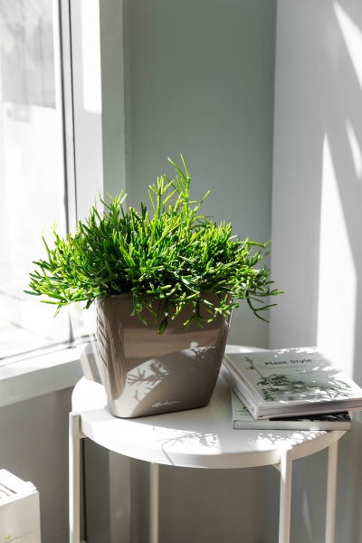 Рипсалис подвесной 17/30 см в CLASSICO 18 Рипсалис подвесной 17/30 см в CLASSICO 18