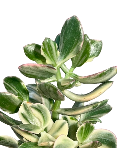 Крассула Овата Вариегата 8/15 см см в MINI CUBI Крассула Овата Вариегата 8/15 см см в MINI CUBI