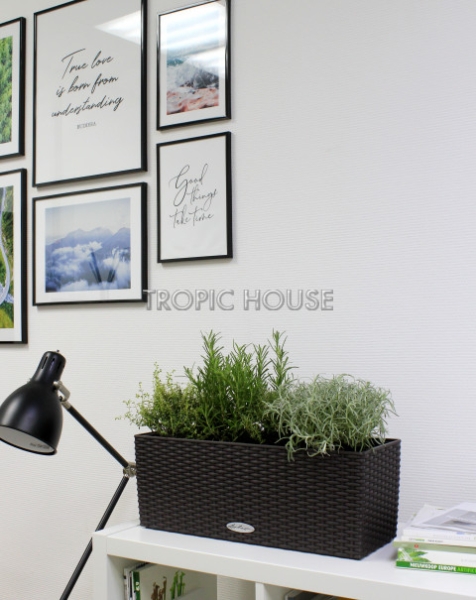 Пряные травы в Cottage 50