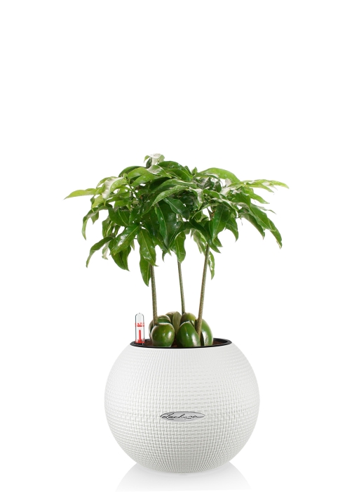 Кастаноспермум в PURO 20, белый