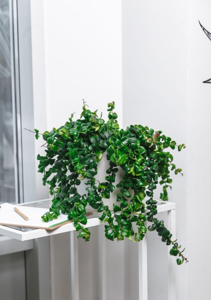 Эсхинантус в CLASSICO COLOR 21 Эсхинантус в CLASSICO COLOR 21