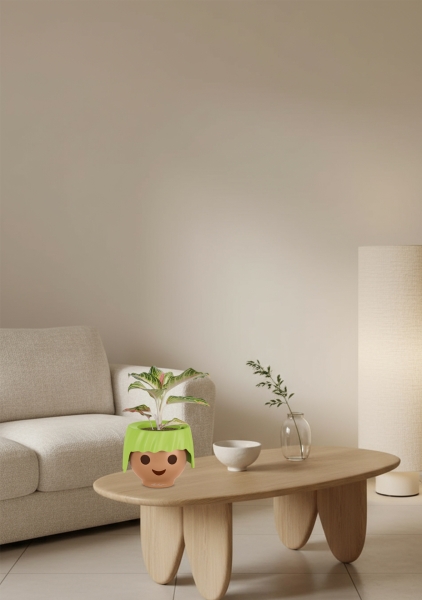 Аглаонема Айкетчер 12/30 см в OJO Аглаонема Айкетчер 12/30 см в OJO