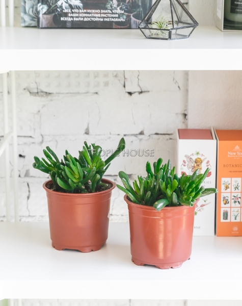 Набор Крассул Хоббит 12/20 см