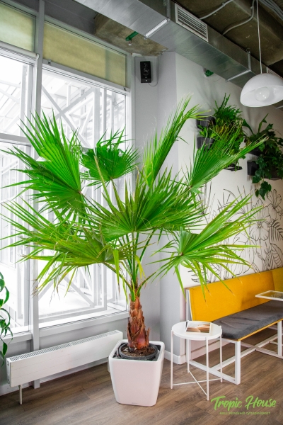 Вашингтония 43/180 см Вашингтония 43/180 см