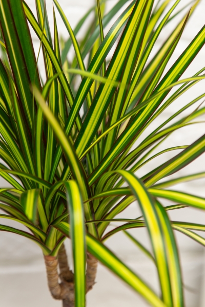 Драцена Маргината Санрей 12/40 см