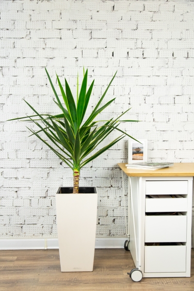 Юкка Пак в CUBICO COLOR 30