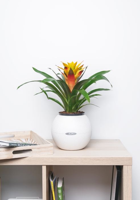 Гузмания Триколор в PURO 20