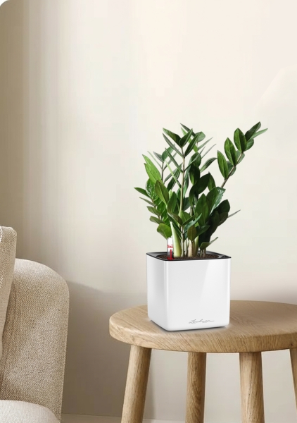 Замиокулькас 12/45 см в CUBE GLOSSY 14 Замиокулькас 12/45 см в CUBE GLOSSY 14