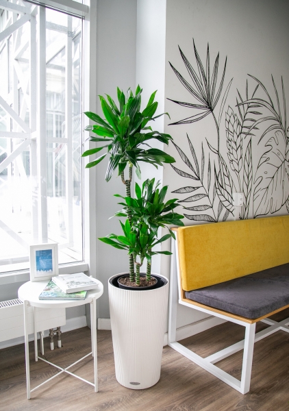 Драцена Грин Джевел 23/135 см