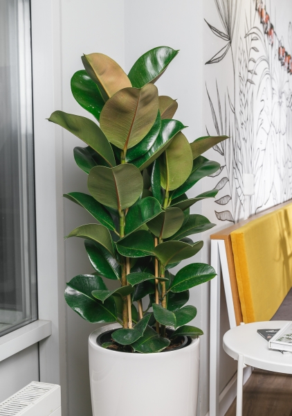 Фикус Эластика Робуста 3 ствола 27/110 см Фикус Эластика Робуста 3 ствола 27/110 см