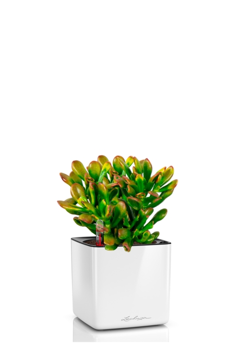 Крассула микс в CUBE GLOSSY 14, белый блестящий