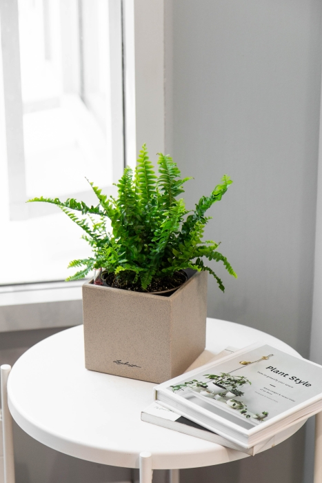 Нефролепис в CANTO STONE 14