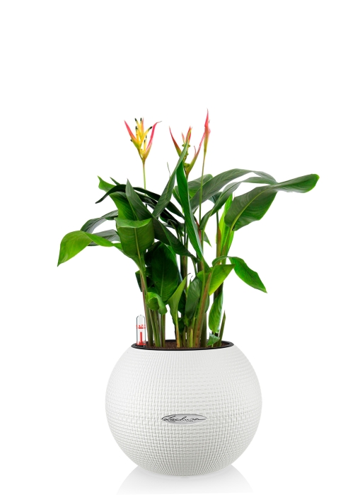 Геликония в PURO 20, белый